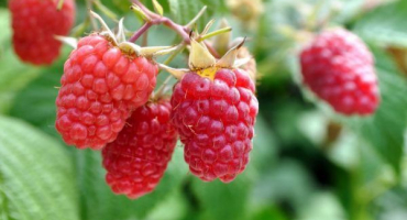 Pravidla pro výsadbu malin na podzim